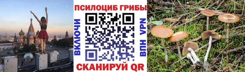 как найти наркотики  маркетплейс телеграм  гидра ССЫЛКА  Псилоцибиновые грибы Magic Shrooms  Тетюши 